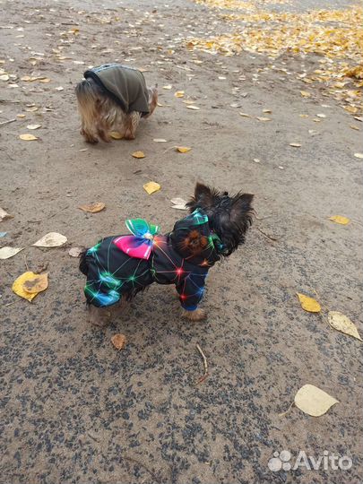 Одежда для собак