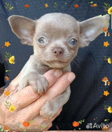 Щенки чихуахуа