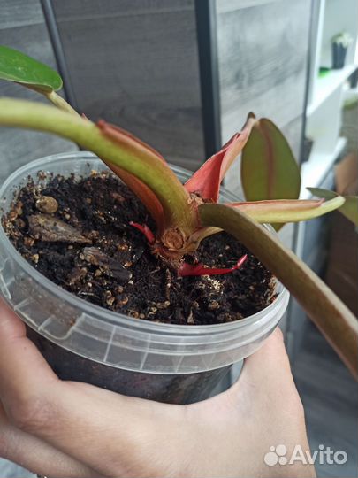 Филодендрон Бонус