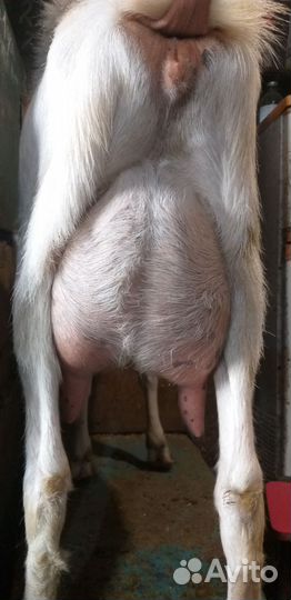 Тёлочки и козлята