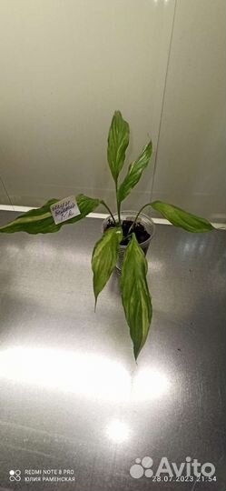 Спатифиллум Moon shadow white var