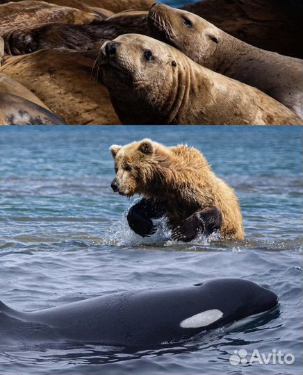 Экскурсии на Камчатке, Рыбалка