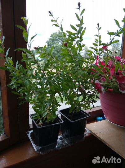 Комнатные растения дерево