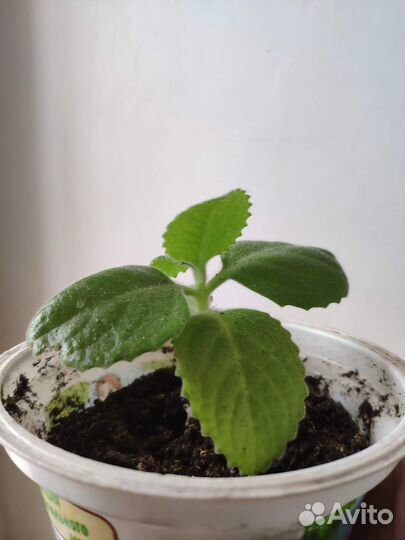 В добрые руки. Мята лечебная,быстрорастущая