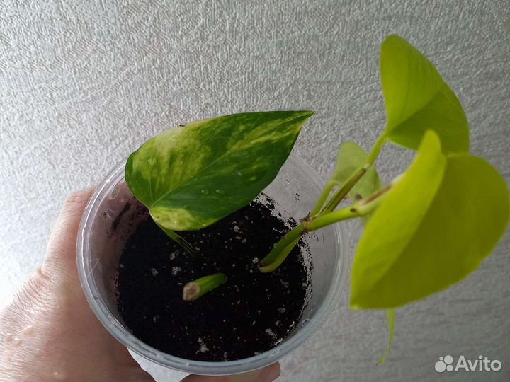 Эпипремнум