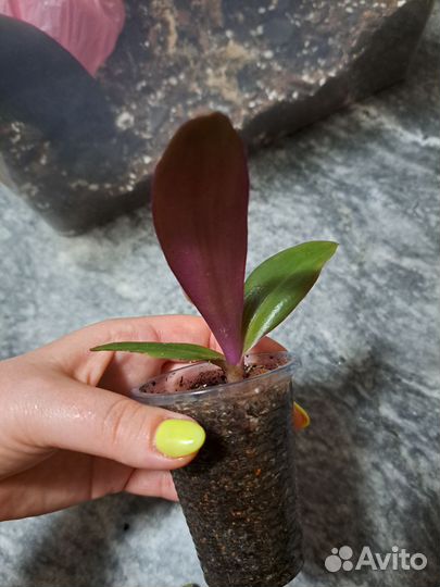 Традесканция рэо