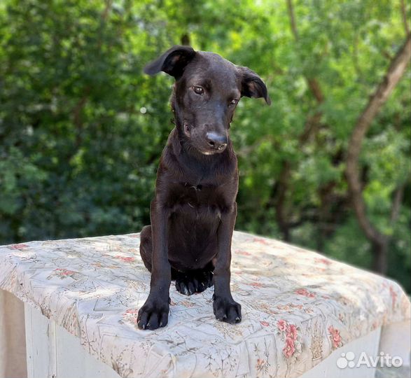 Щенок в добрые руки