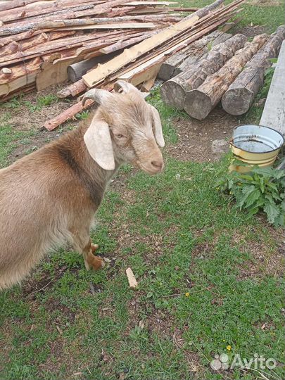 Коза нубийская