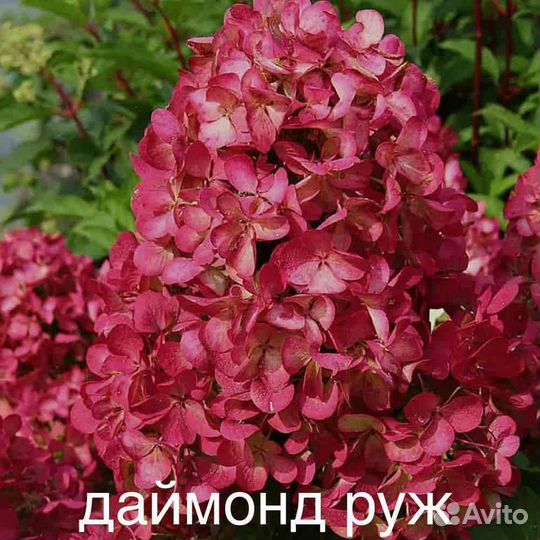 Гортензия метельчатая,отправка по всей России