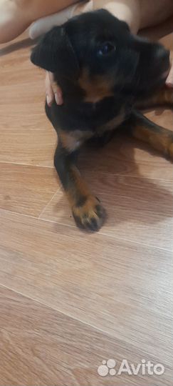 Щенок немецкого ягдтерьера