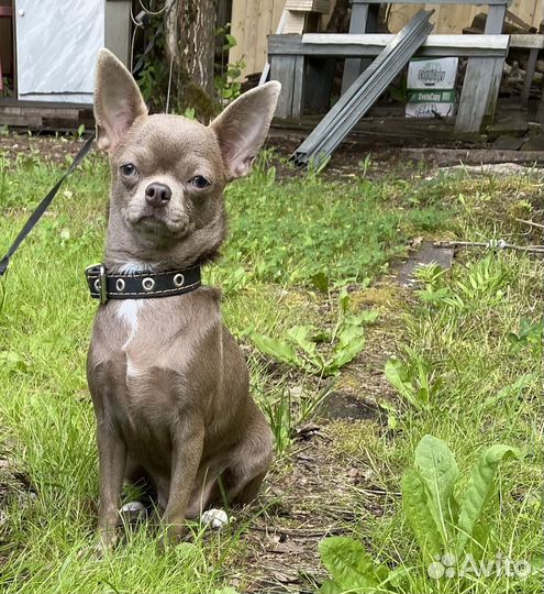 Чихуахуа ищет лилового кобеля для вязки