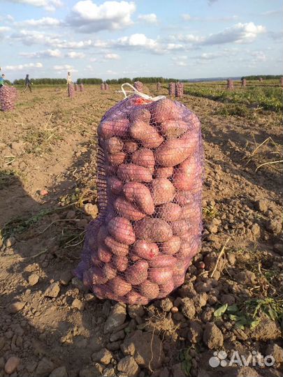 Картофель оптом