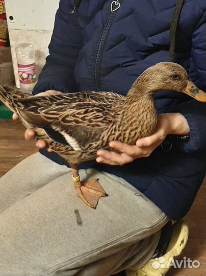 Дикие чубарые подсадные утки для охоты