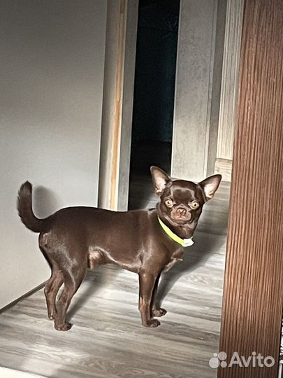 Кобель на вязку чихуахуа