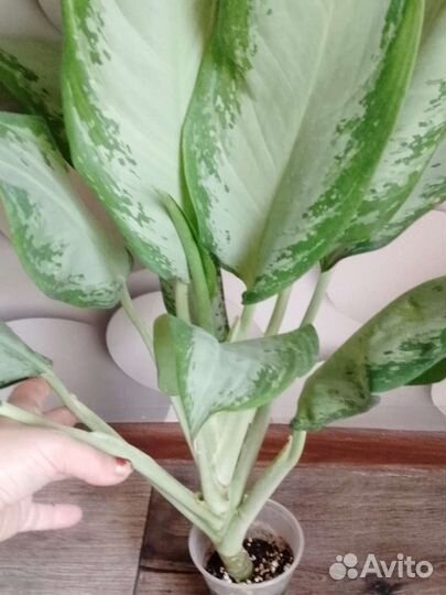 Диффенбахия, аглаонема