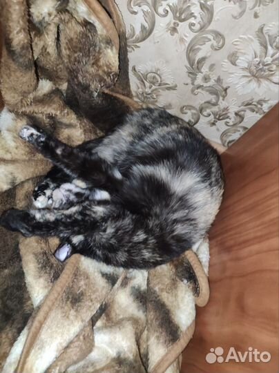Кошка в дар
