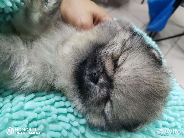 Пом мальчик шпиц