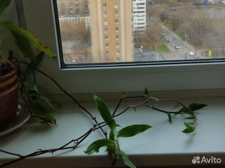 Растение Золотой ус. 15колен