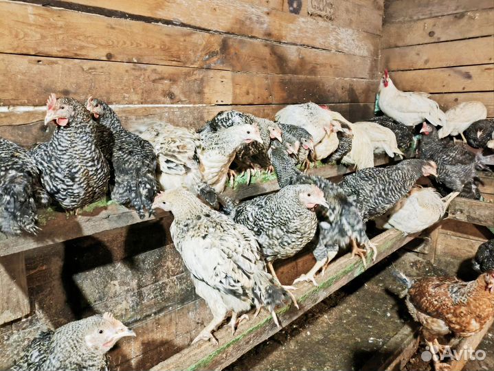 Куры молодки