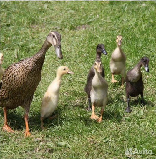 Утки Индийский бегунок - улиток нет