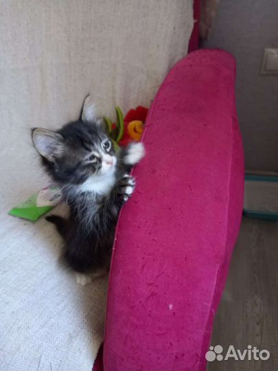 Кошечка в добрые руки