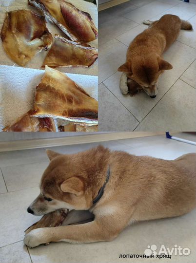 Сушеные лакомства для собак