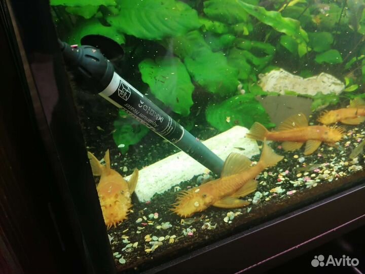 Большие сомы анциструс супер ред