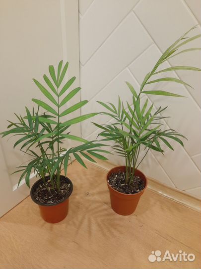 Пальма Хамедорея