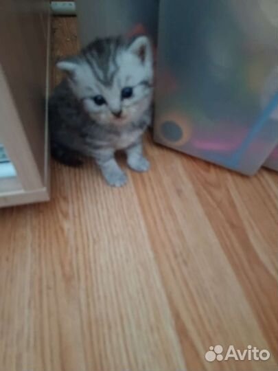 Британская