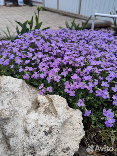Растения для альпийской горки