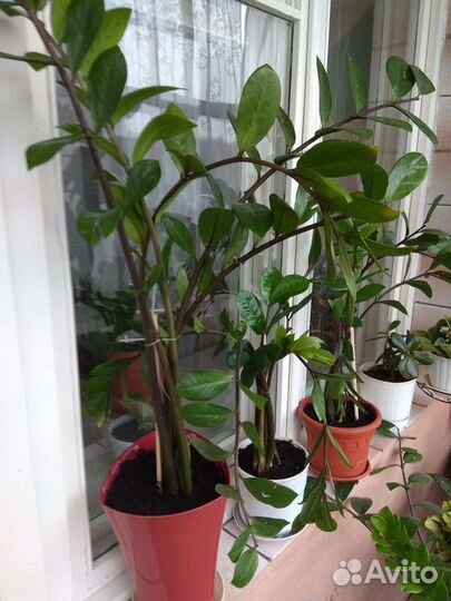 Замиокулькас