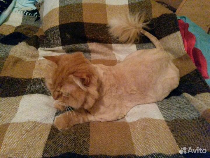 Стрижка кошек и собак без наркоза