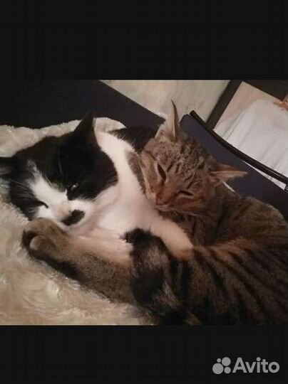 Кошечки ищут дом