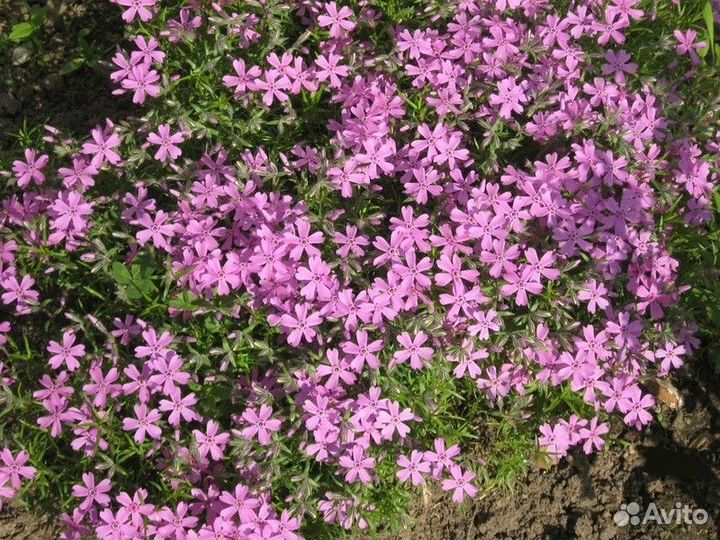 Многолетники для сада цветы