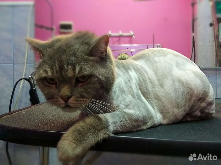 Груминг.Стрижка собак и кошек