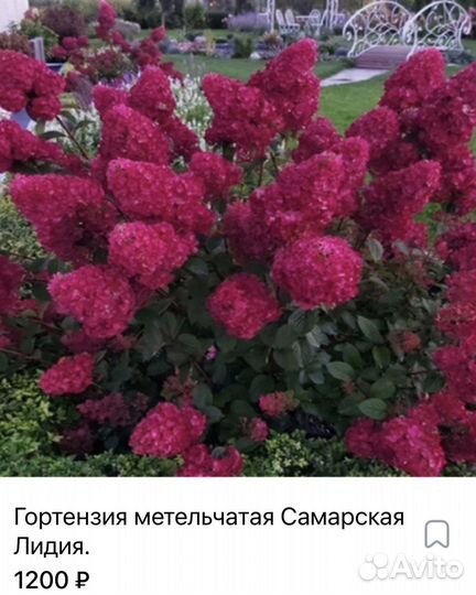 Гортензии саженцы