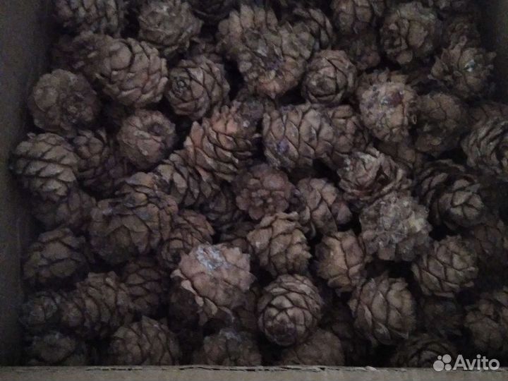 Шишки на поделки