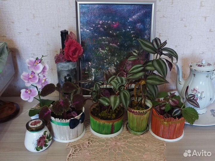 Колеусы, традесканция