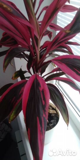 Кордилина мамбо