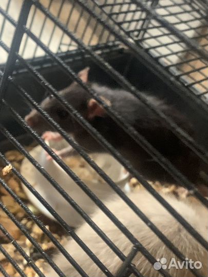 Клетка с крысами