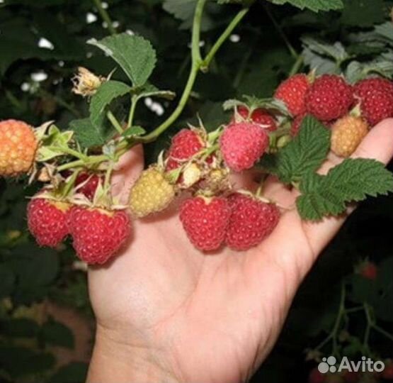 Саженцы малины мираж и гусар