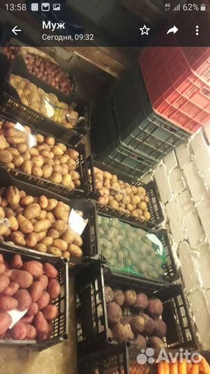 Продам картофель