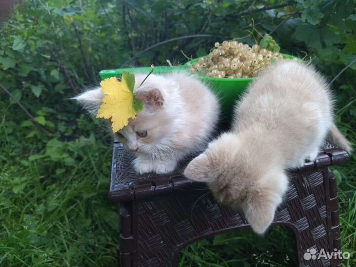 Котята в добрые руки