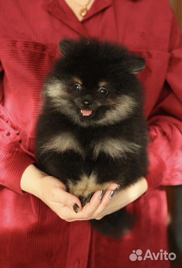 Щенки шпица