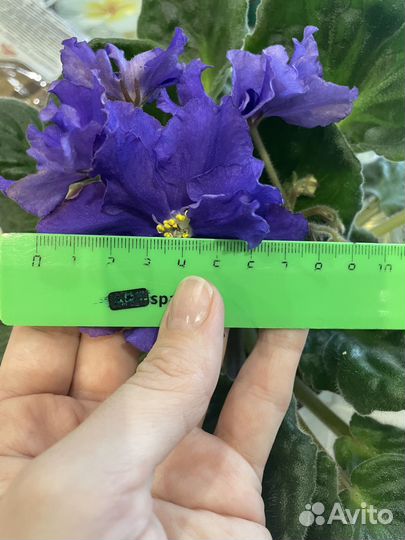 Фиалка Arctic Frost sp лист с корнями