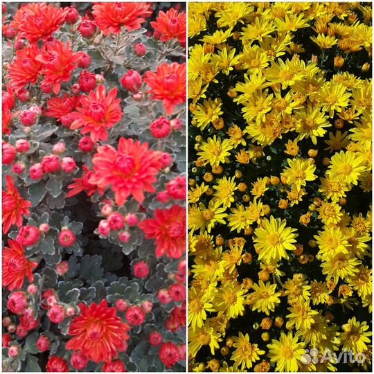 Корни мультифлоры