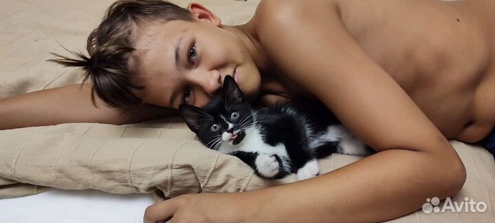 Передержка для кошек, котоняня