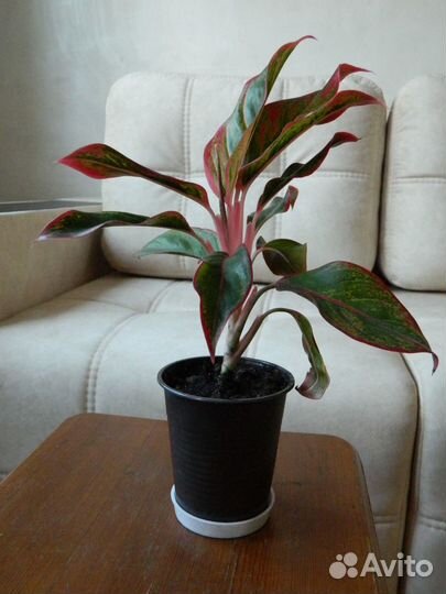 Аглаонема Крит