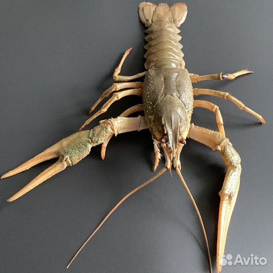 Раки свежие