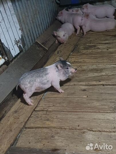 Вьетнамские поросята